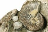 Giant, Bumpy Ammonite (Douvilleiceras) Fossil #280790-1